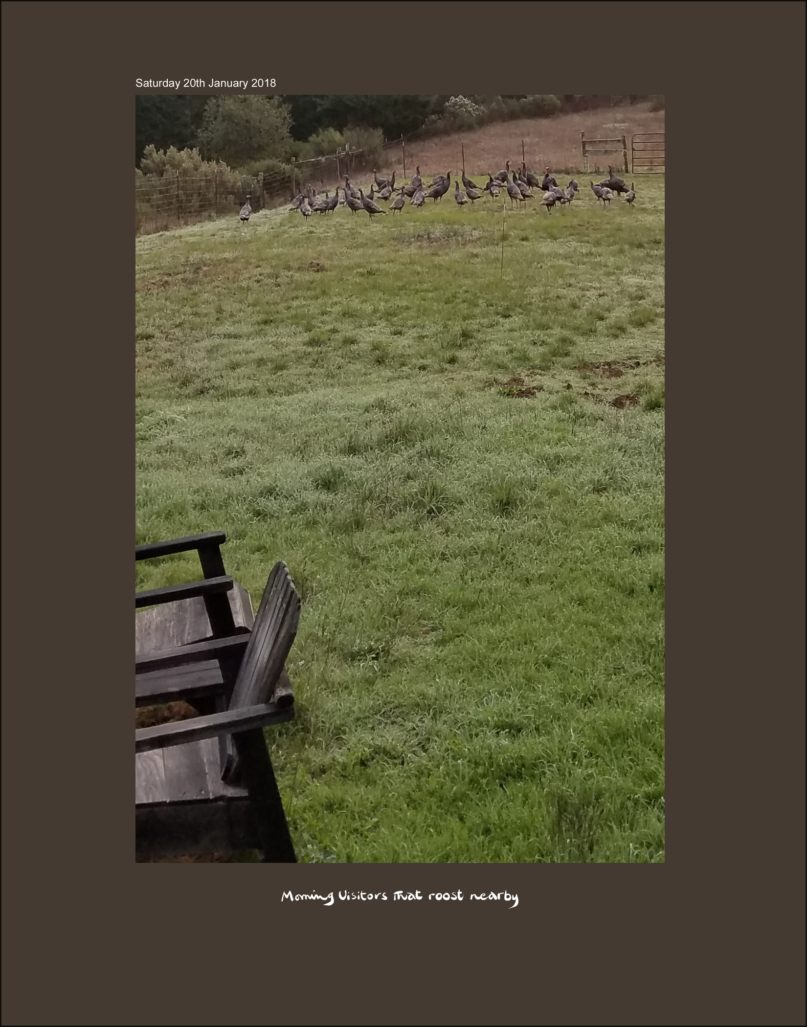 01_20_18_Turkeys