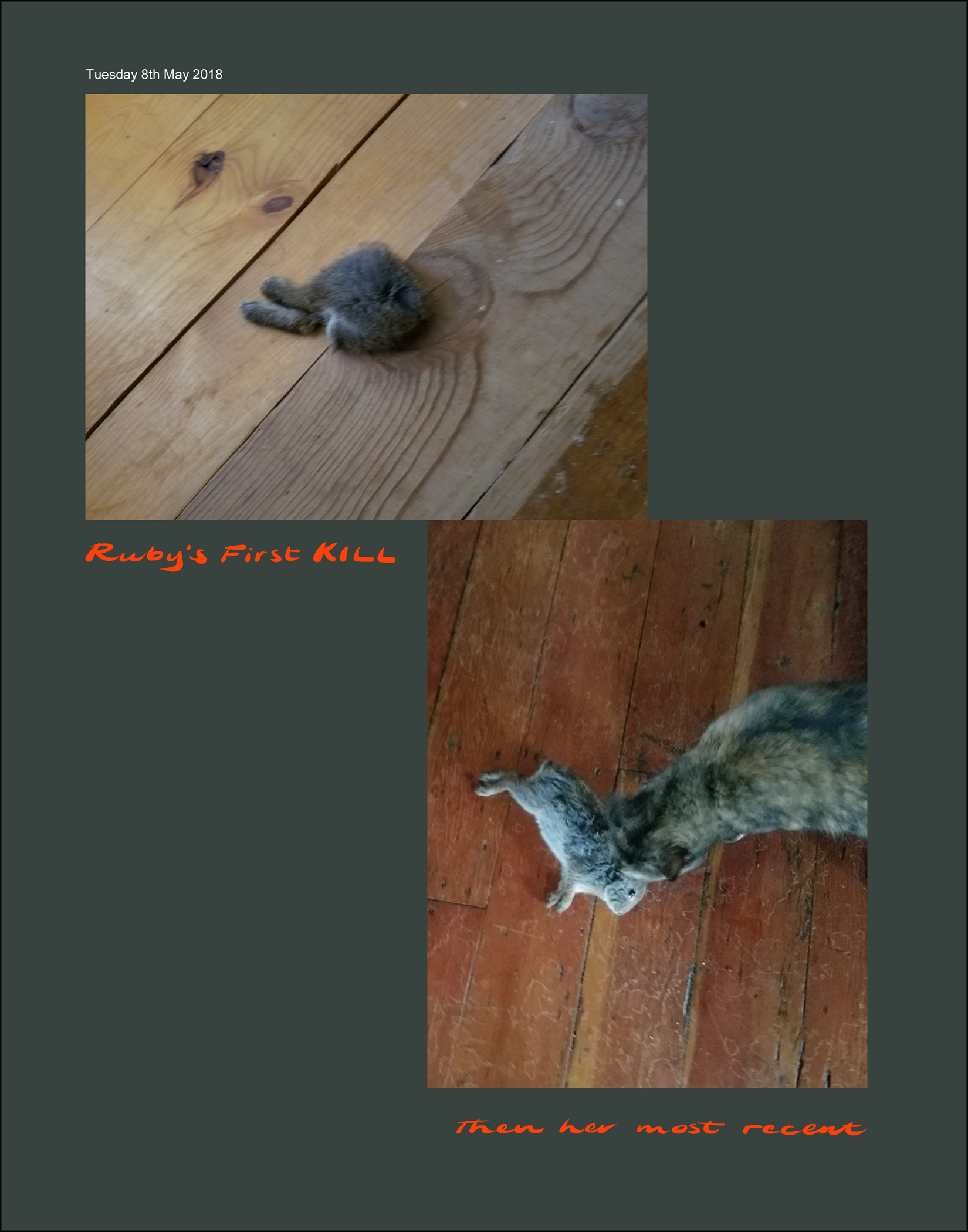 05_08_16_Cats_Catches