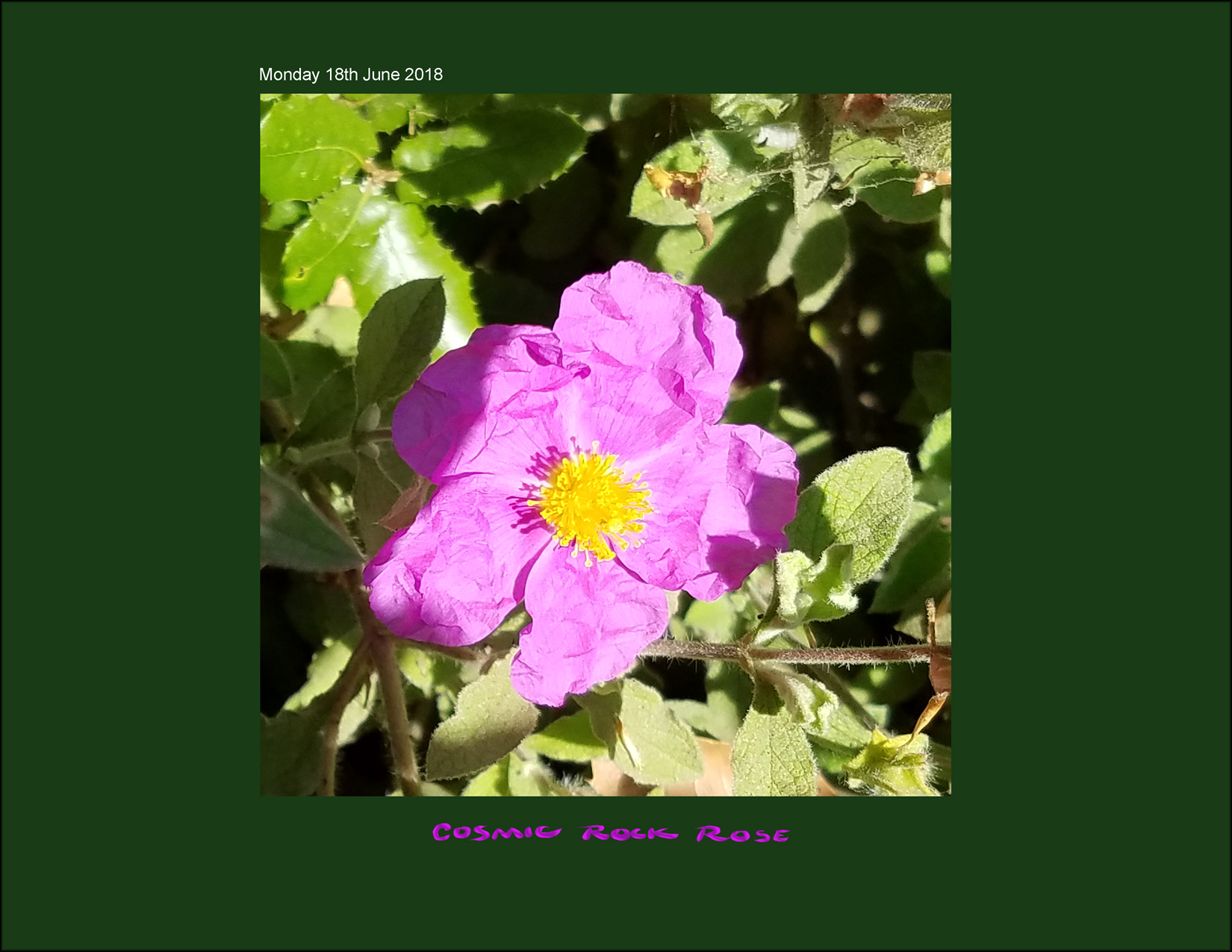 06_18_18_Local_Color