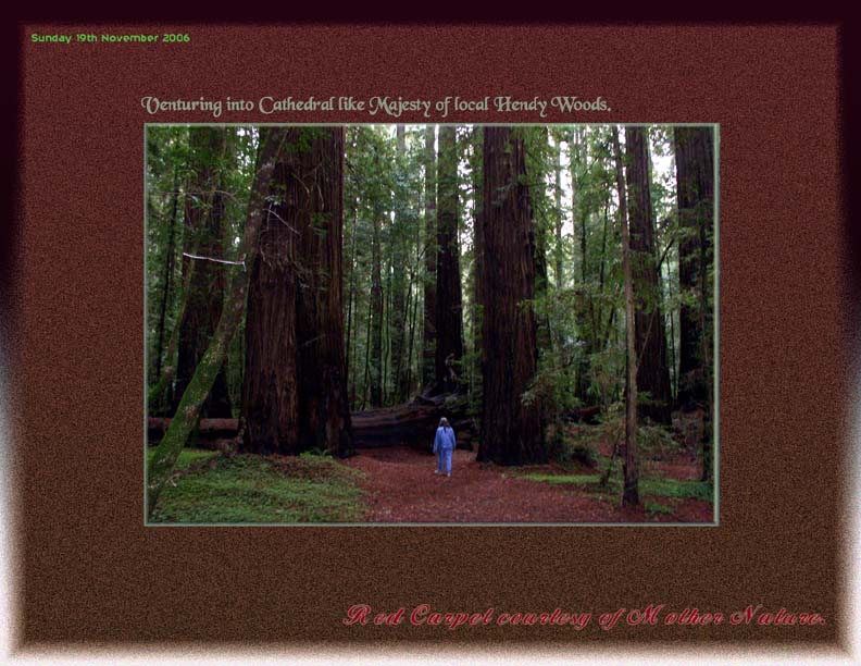 Redwoods_Walkabout_11_19_06